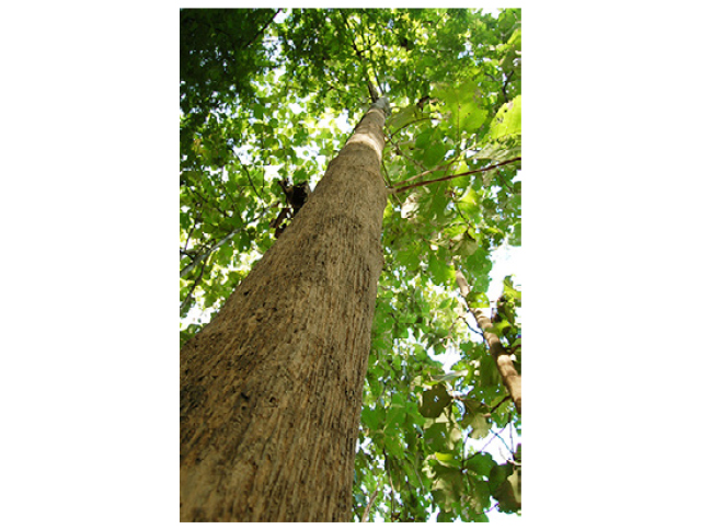 04-saktong-2